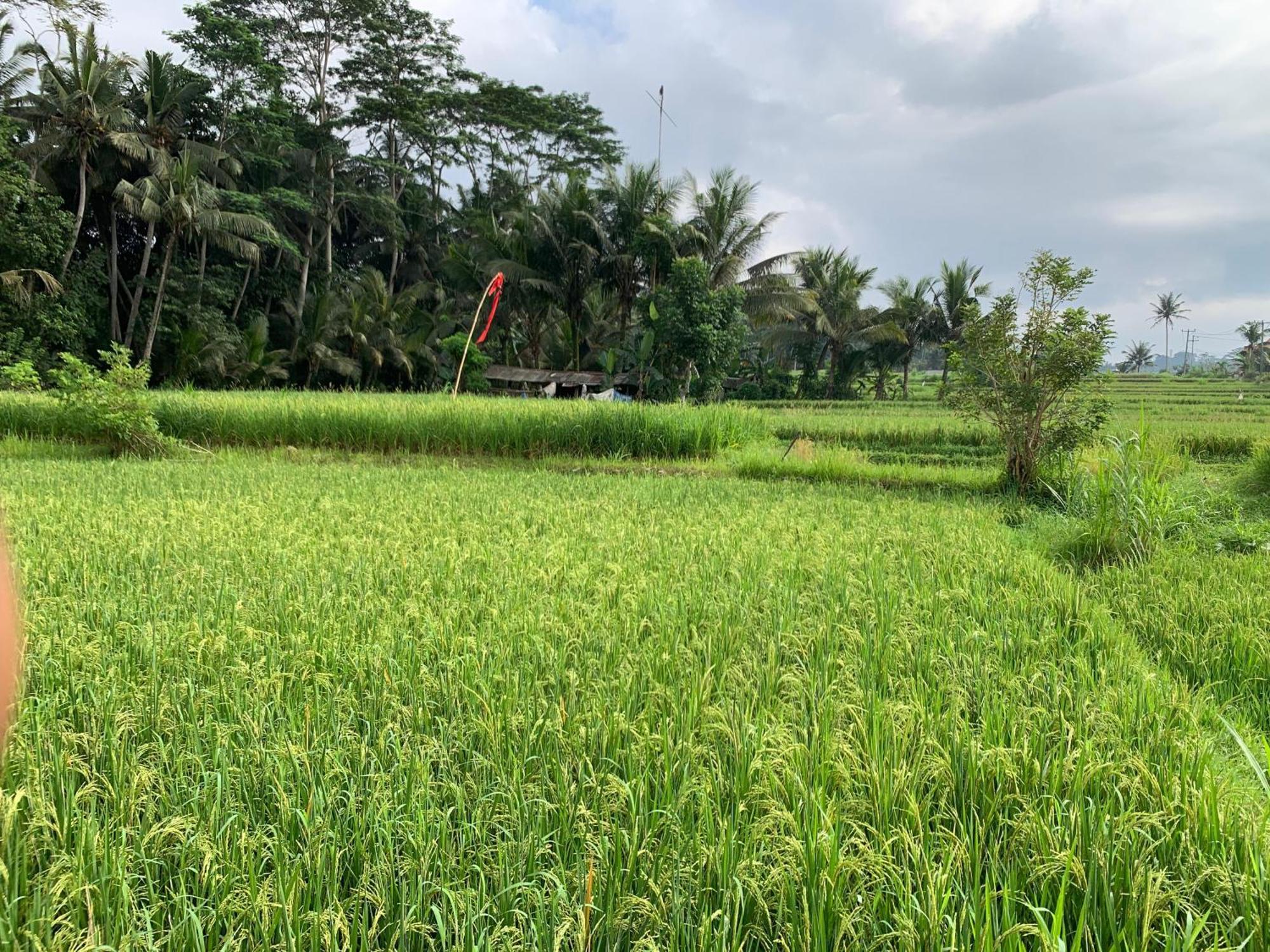 Adi Laxmi Villa Ubud Buitenkant foto