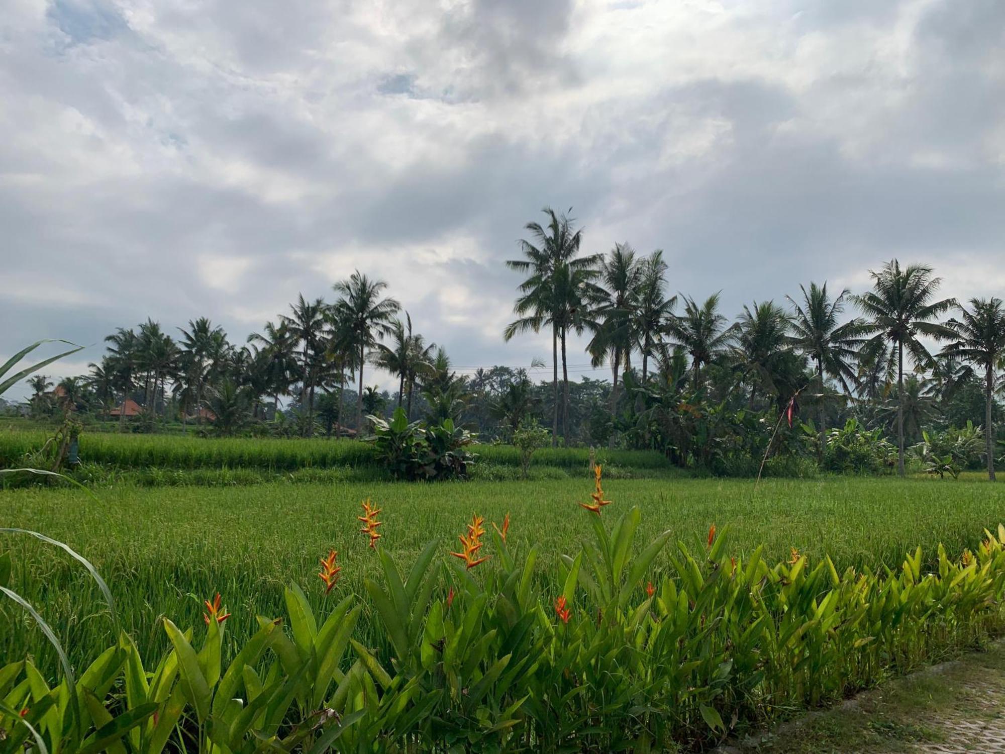 Adi Laxmi Villa Ubud Buitenkant foto